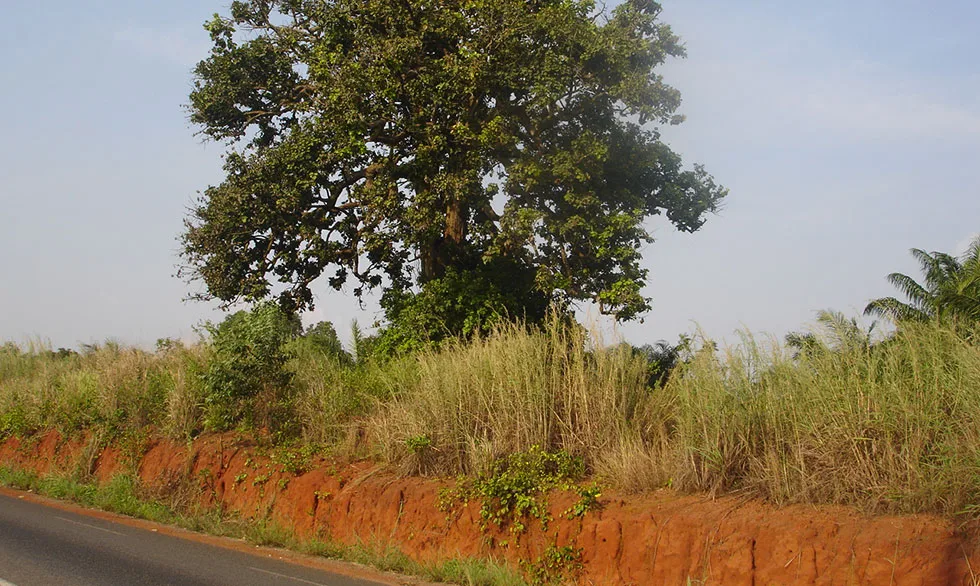 Sur la route des esclaves au Bénin, excursion guidée
