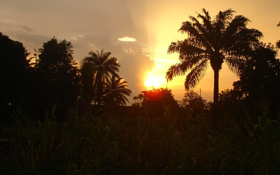 Palmeraie et champs de la vallée de l'Ouémé au Bénin, au crépuscule